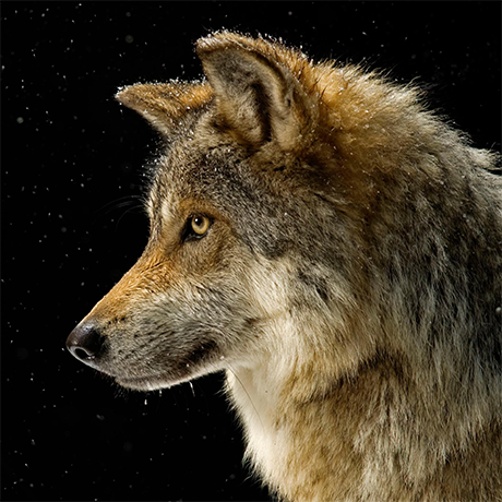 Predators Card